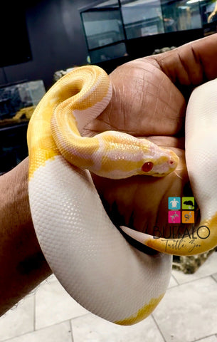 Albino Pied Ball Python