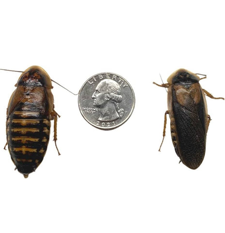 Adult Dubia Roaches (25) Count
