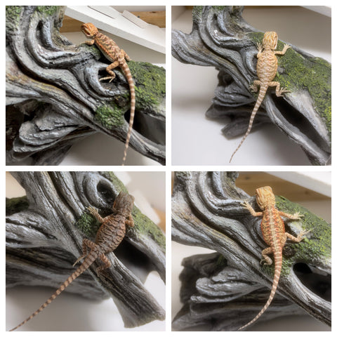 Wholesale Bearded Dragons