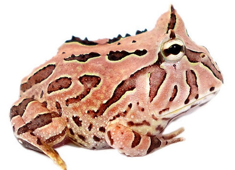 Brown Fantasy Pac Man Frog