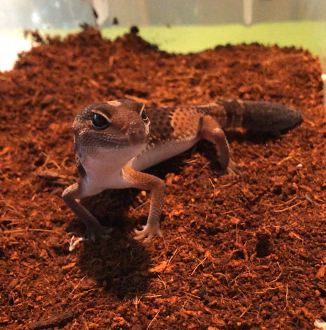 African Fat Tailed Gecko