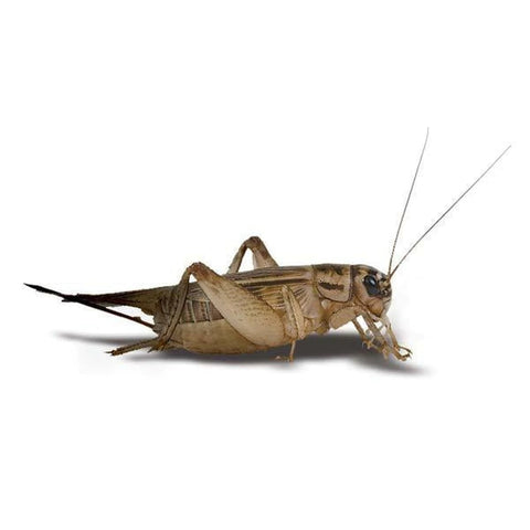 Large Crickets (100)count