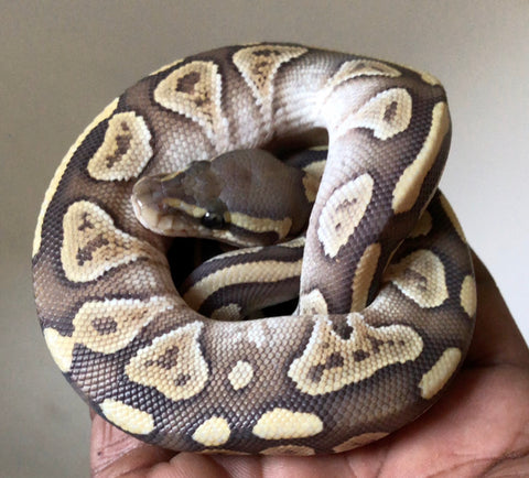 Baby Mojave OG Ball Python