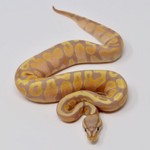 Baby Pastel Banana Ball Python
