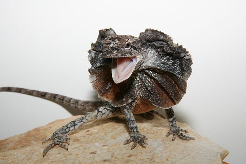 Baby Frilled Dragon